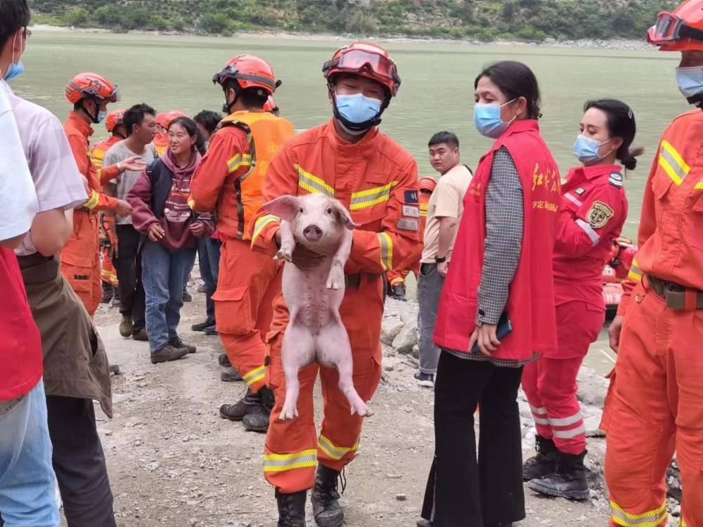 泸定地震“猪坚强”:被救时正游泳