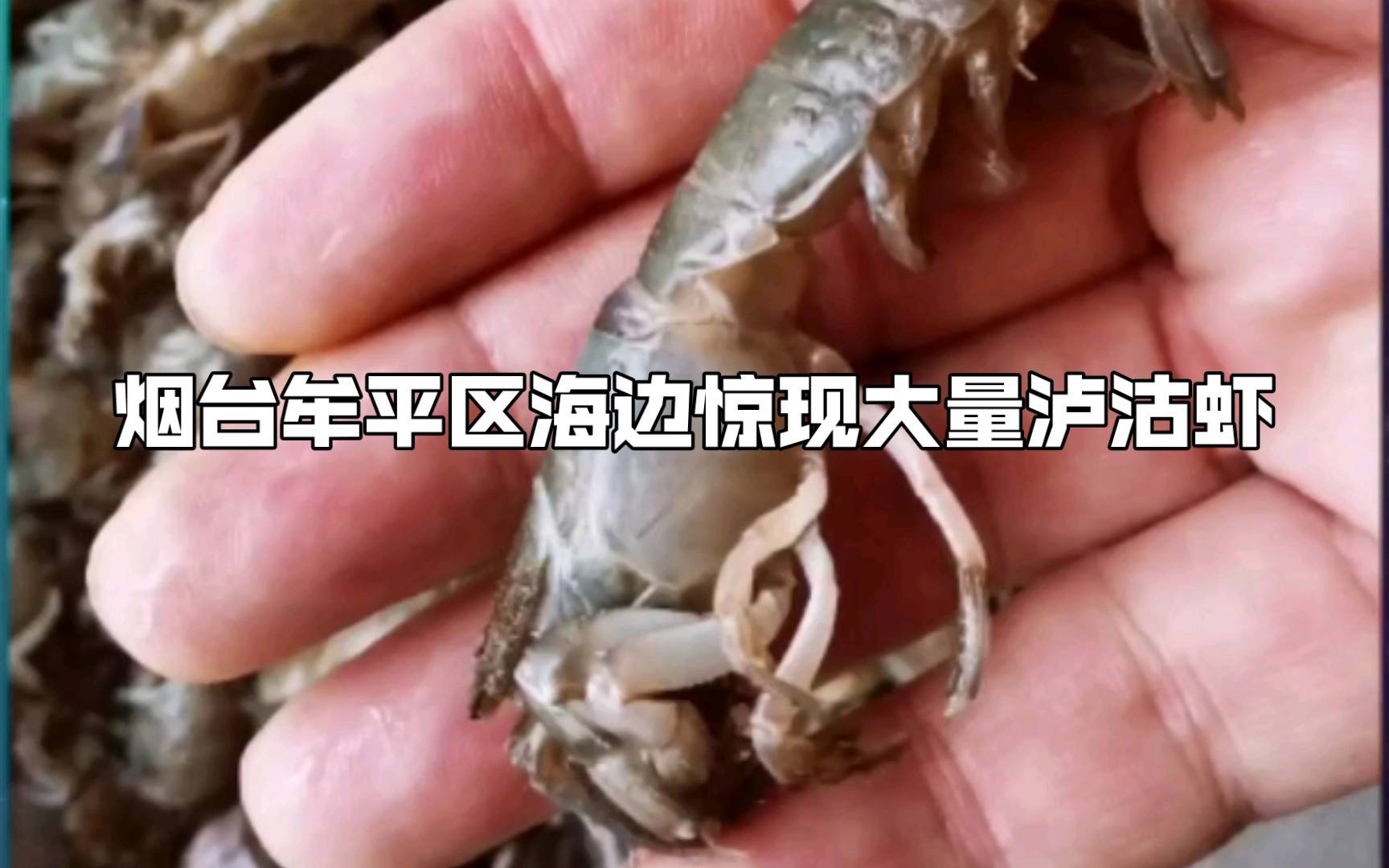 烟台海边出现大量泸沽虾