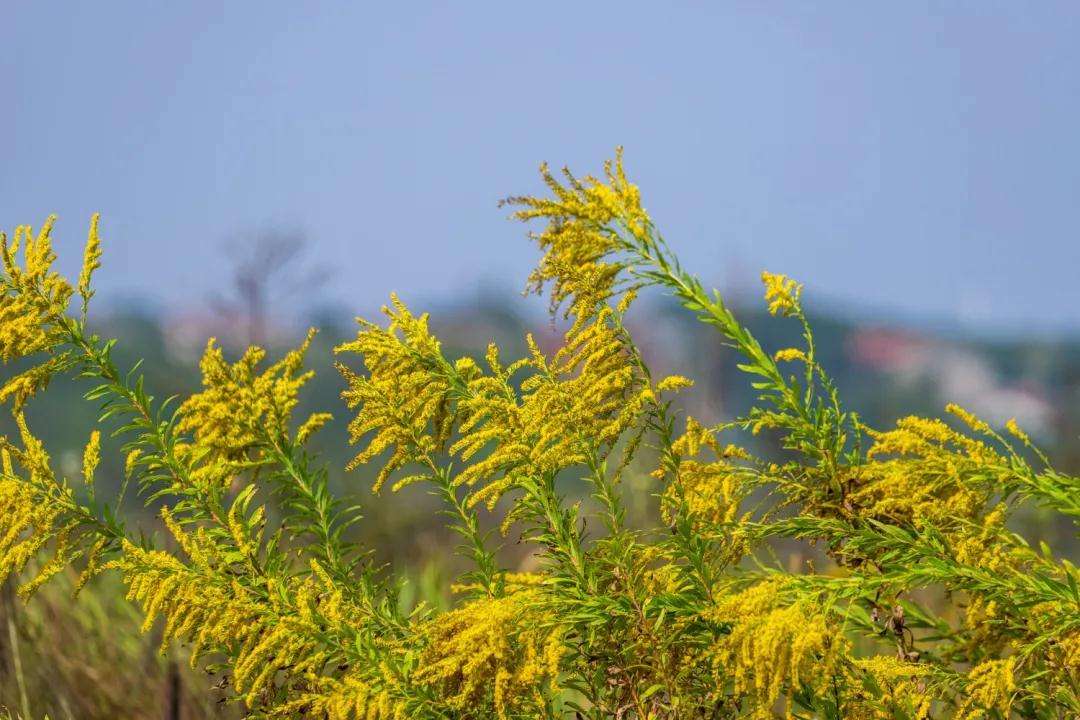 加拿大一枝黄花成浙江胡羊口中美味