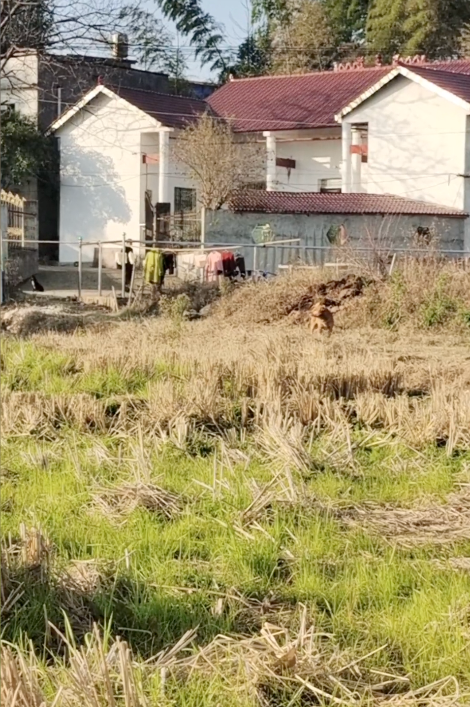 阳性女子荒野隔离:大棚里打地铺