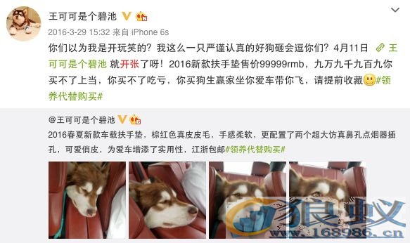 “狗生赢家”王可可！王思聪爱犬淘宝开店年入3000万